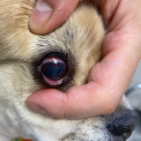 愛犬の目のチェック